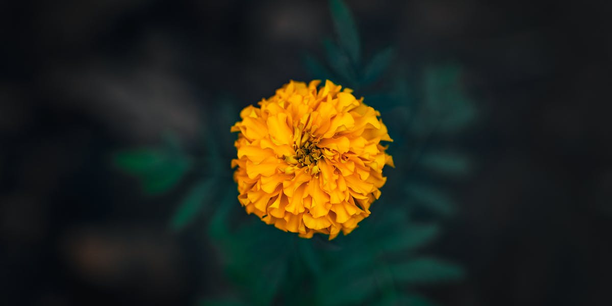 Dicas para manter o cão focado durante o treino