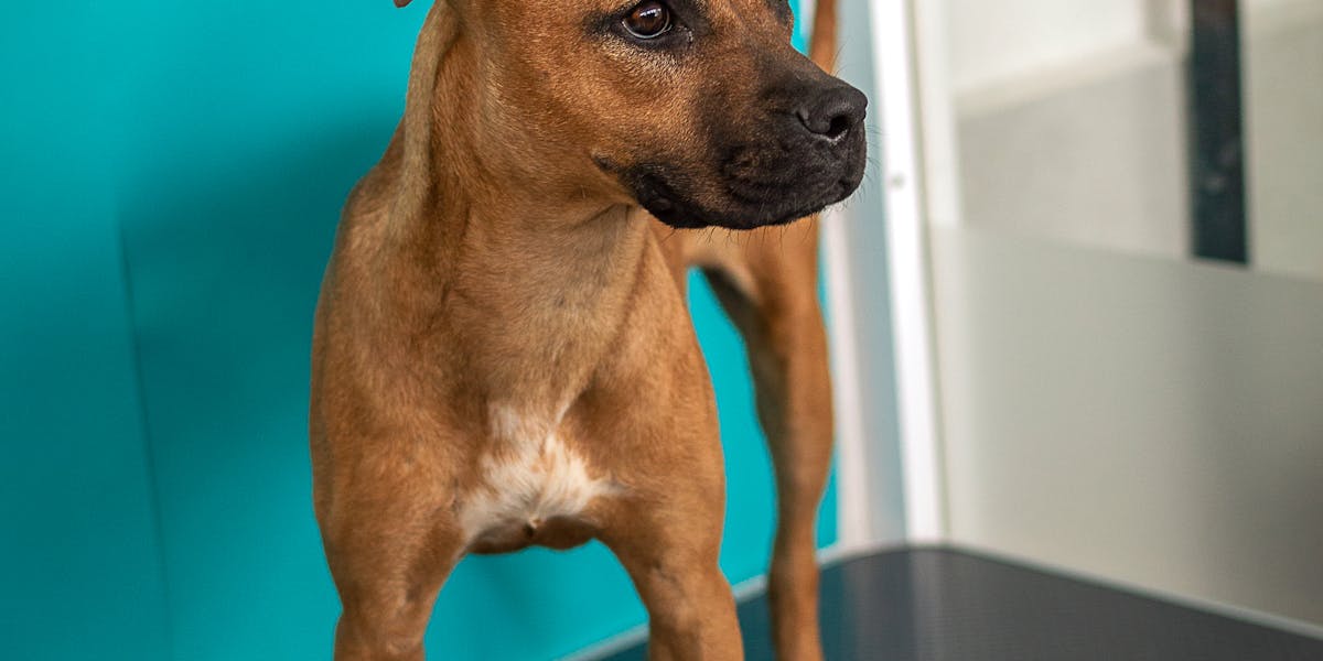 treino para ir ao veterinário