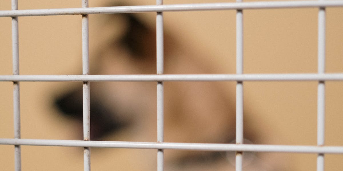 Como lidar com ansiedade de separação em cães