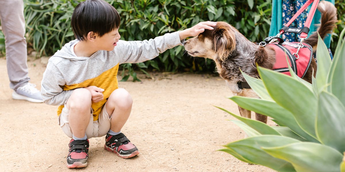Adestramento de cães com TDAH