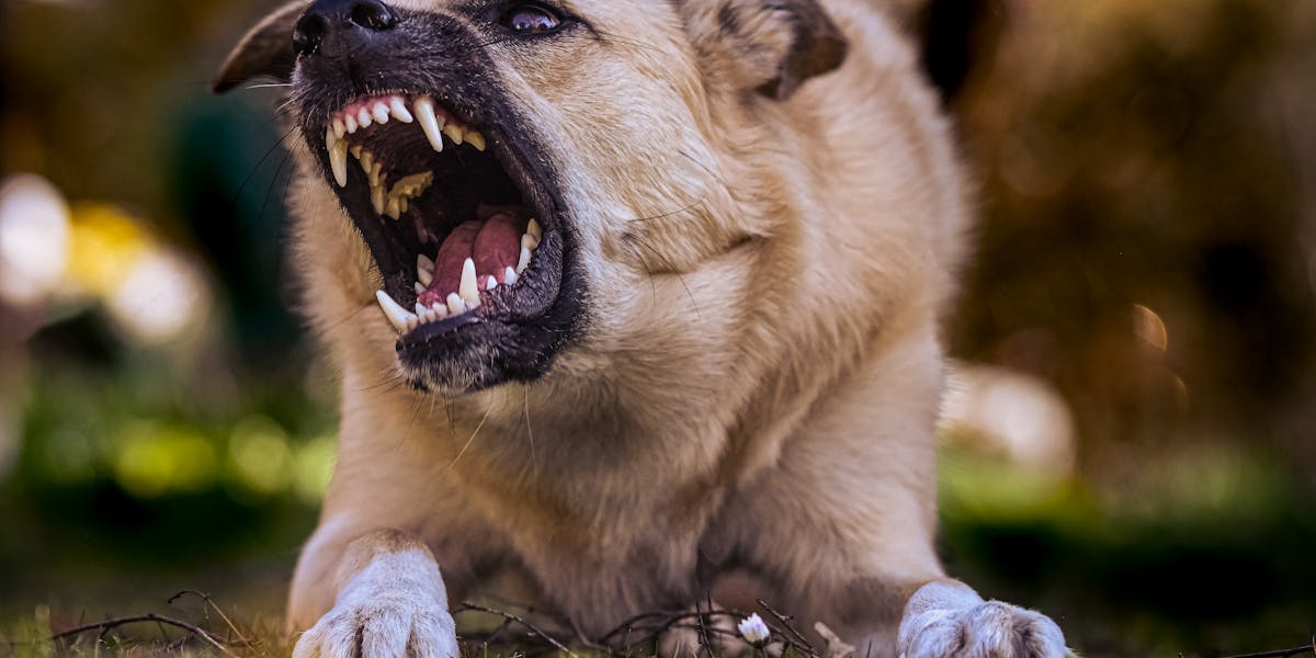 adestrar cão agressivo