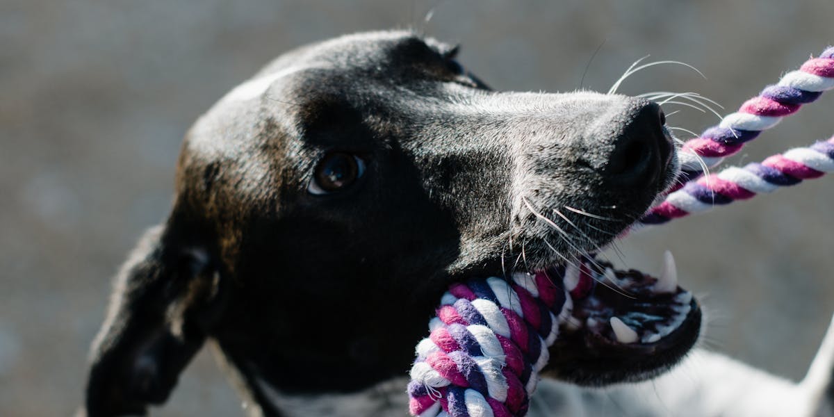 Técnicas rápidas para adestrar seu cachorro em casa
