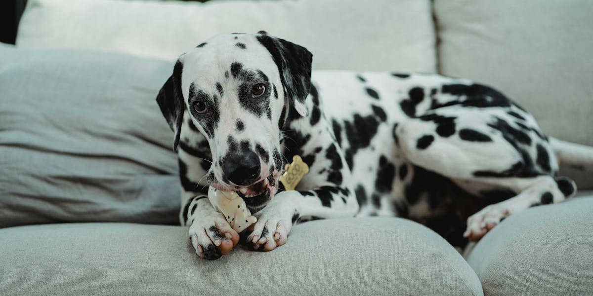 Como lidar com cães que roem móveis