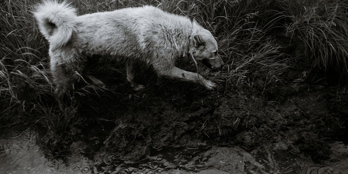 Como ensinar o cão a largar objetos