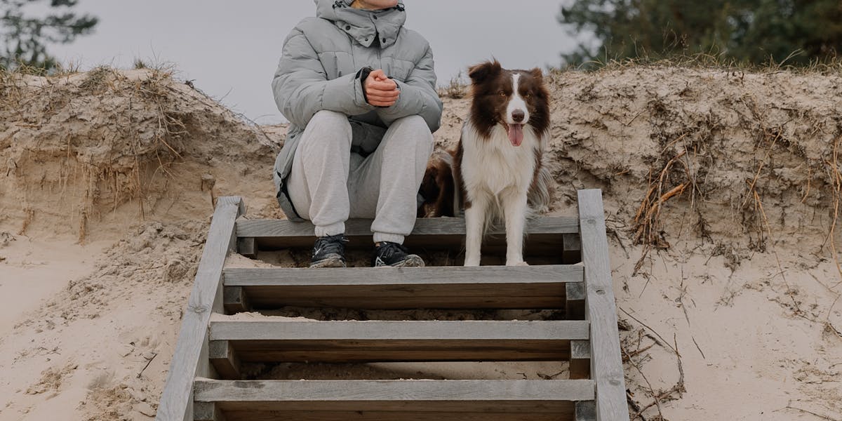 Como ensinar o cão a subir e descer escadas