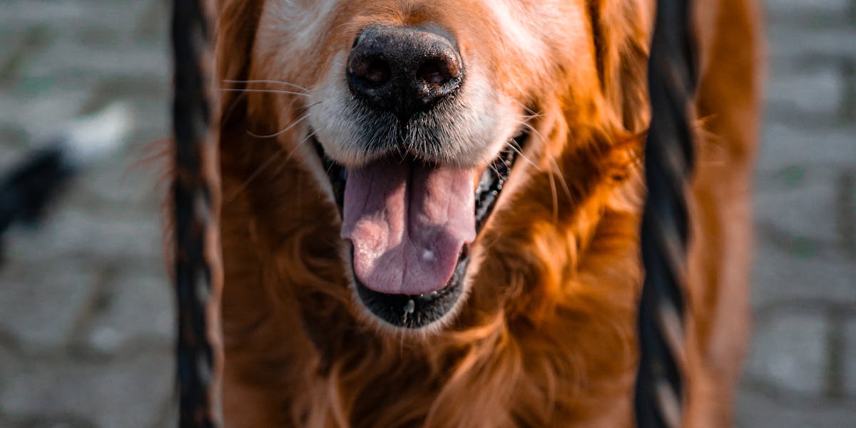Como adestrar cães para não fugir pelo portão