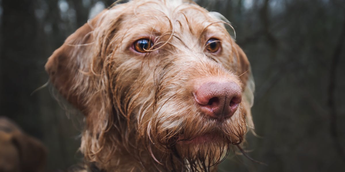 Como usar trilhas de faro no adestramento lúdico