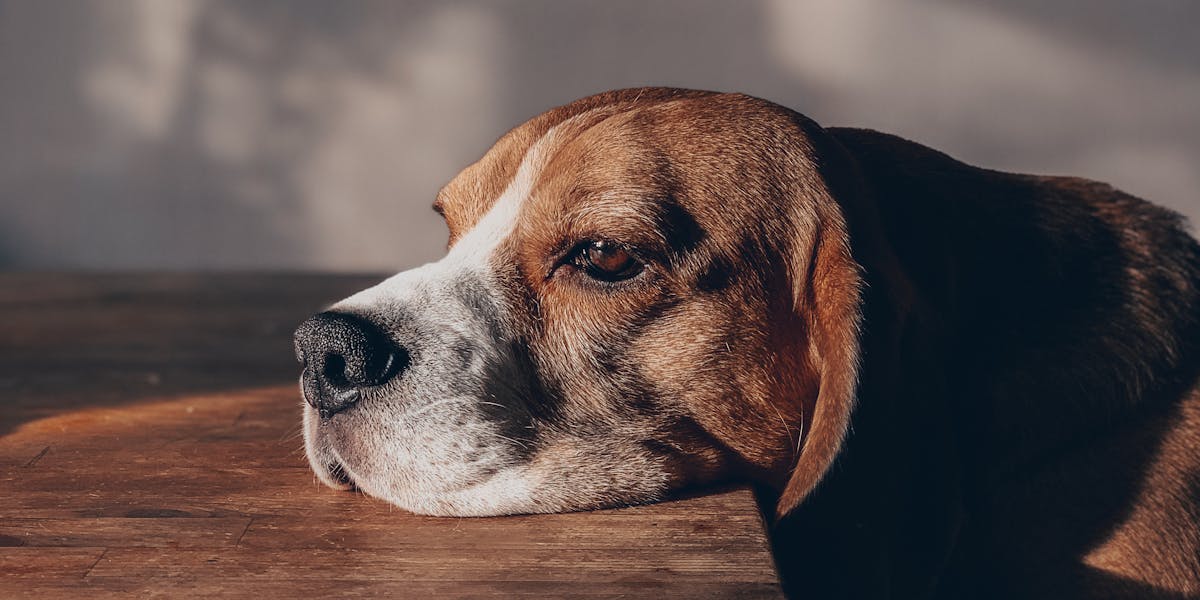 Comando “senta e espera”: como ensinar juntos