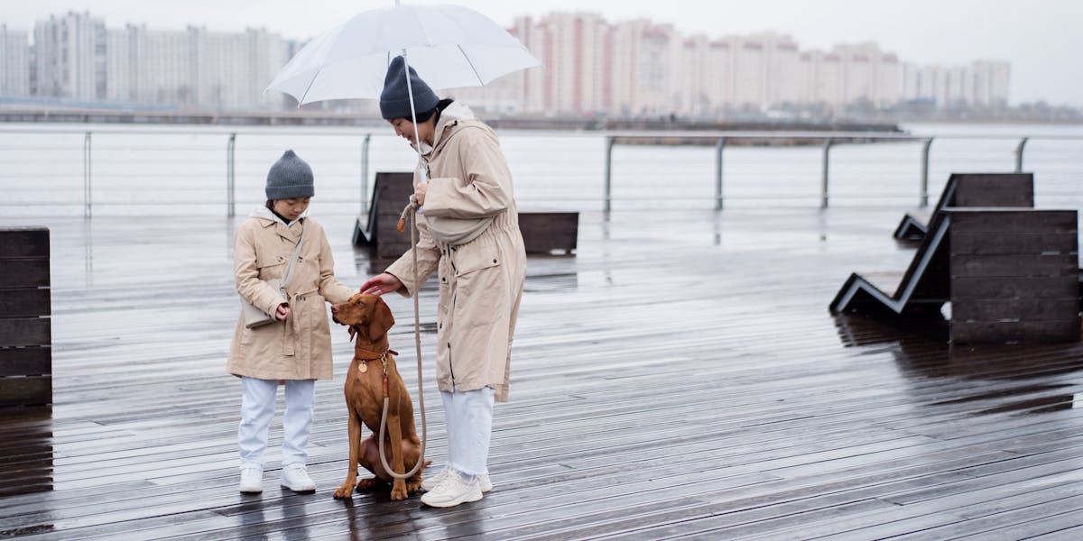 Truques para entreter seu cão em dias chuvosos