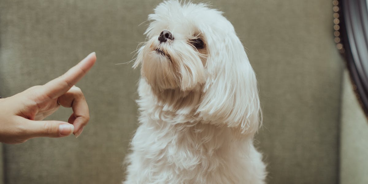 Adestramento para cães com deficiência auditiva