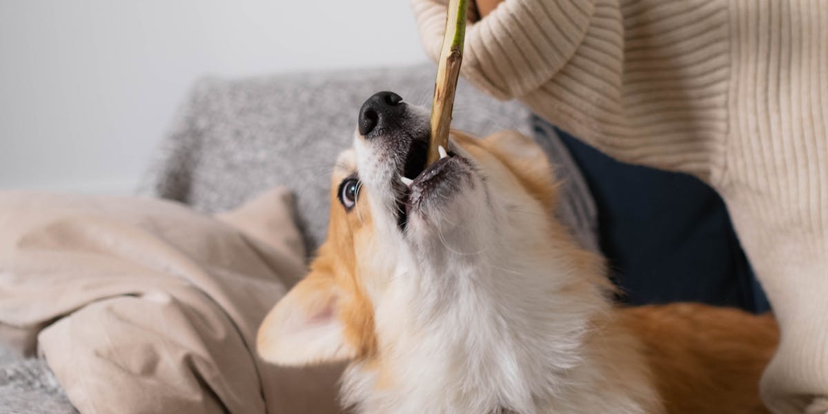 O que fazer quando o cachorro morde durante o treino