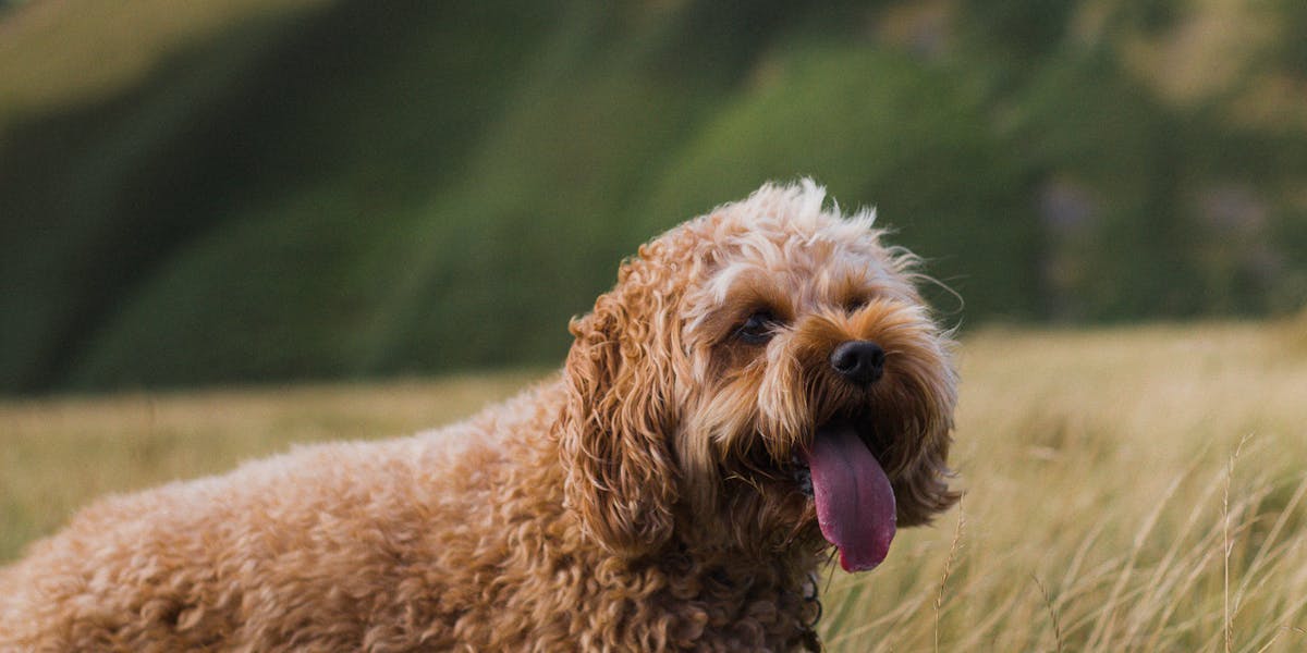 comandos de truques para cães