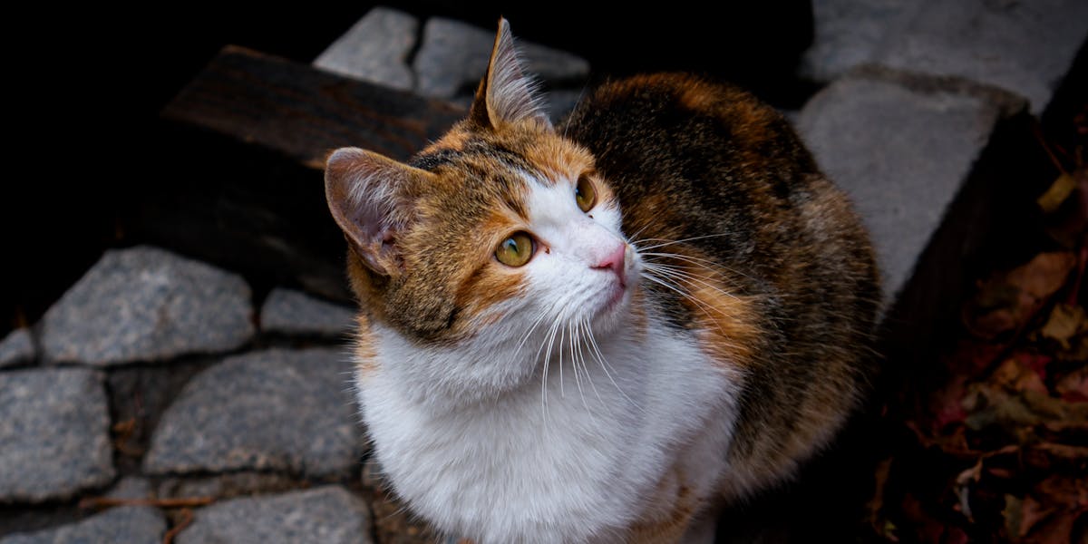 Cães e gatos: adestramento para convivência